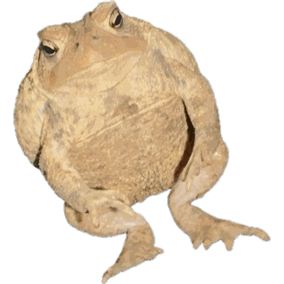 LowCortFrog